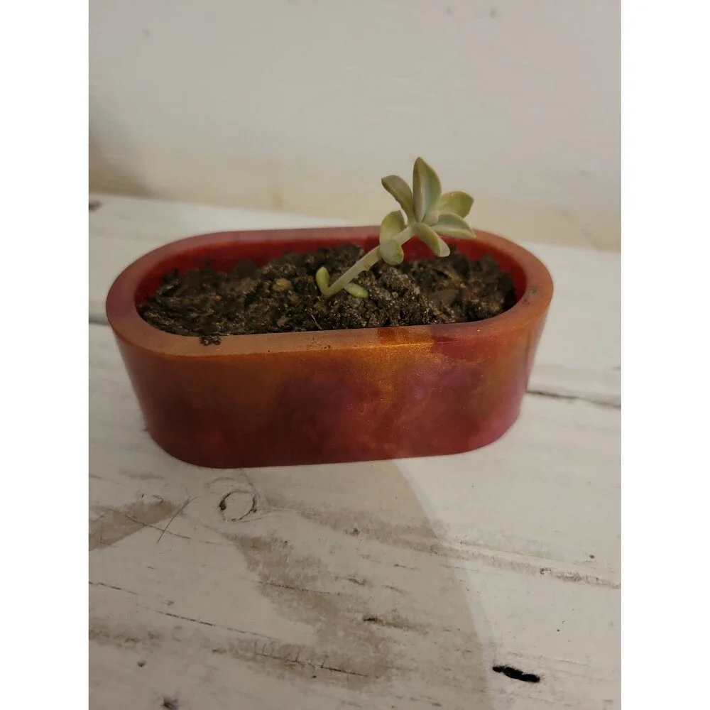 Ghost plant
